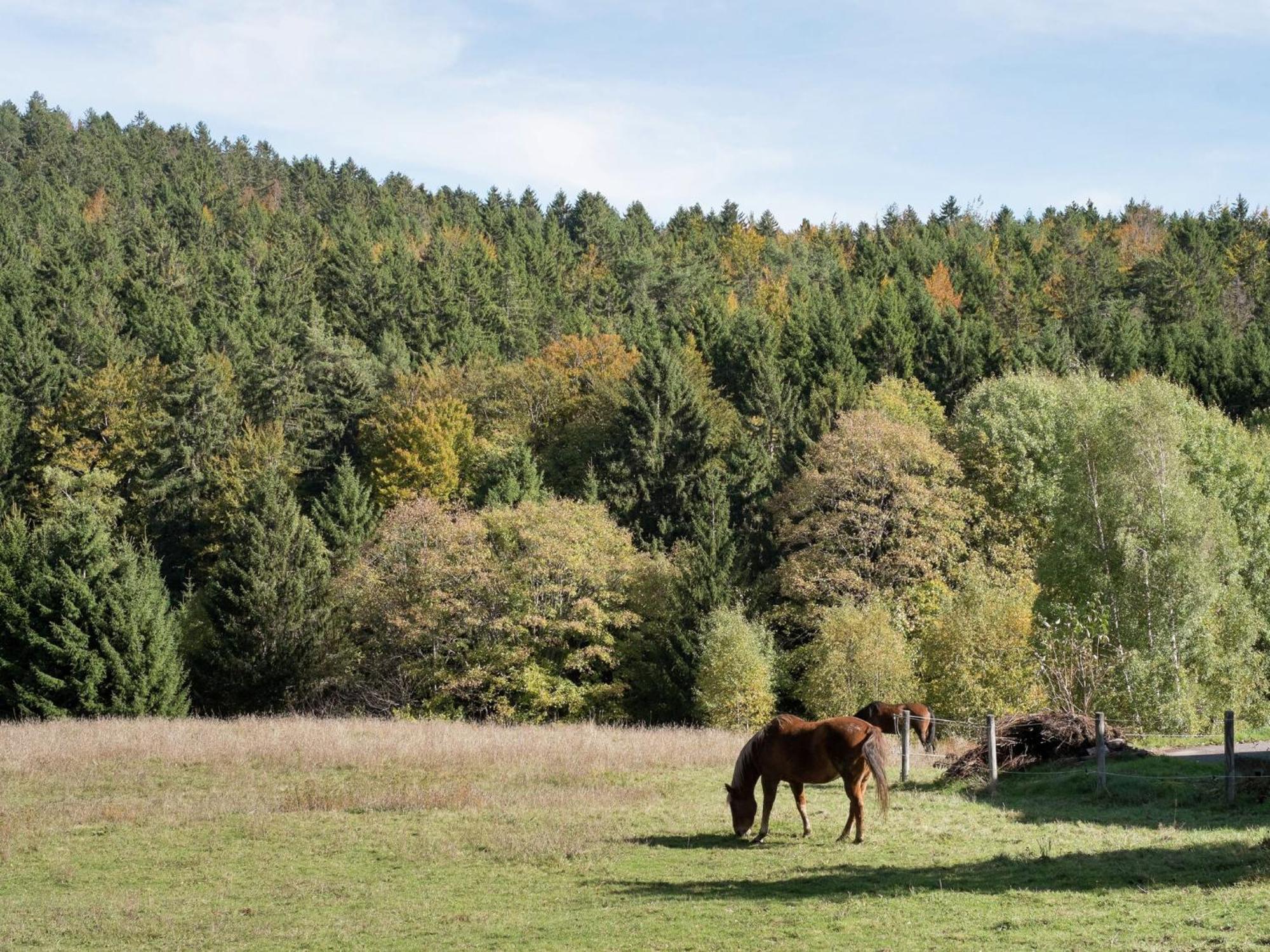 Cozy Holiday Apartment In The Black Forest Dachsberg im Schwarzwald Ngoại thất bức ảnh
